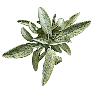 Sage