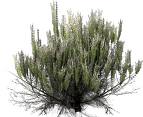 Sage